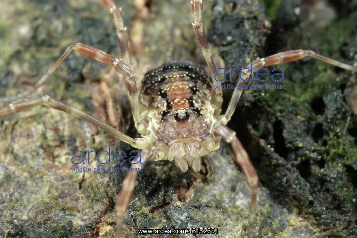 : Harvestman : Harvestman