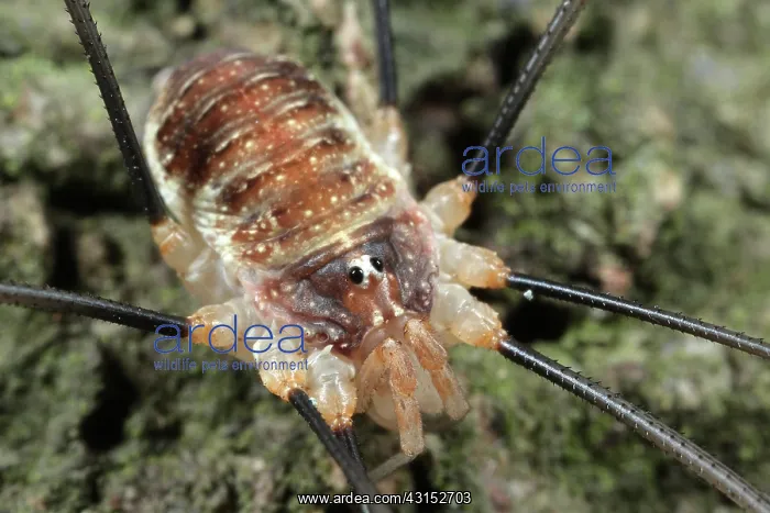 : Harvestman : Harvestman