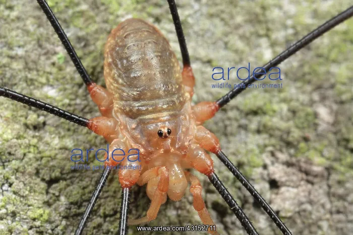 : Harvestman : Harvestman