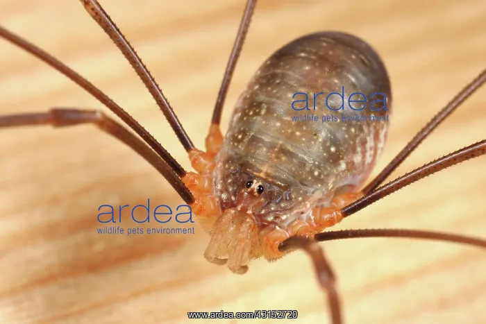 : Harvestman : Harvestman