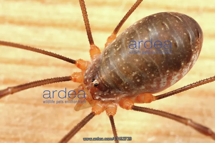 : Harvestman : Harvestman