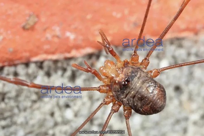 : Harvestman : Harvestman