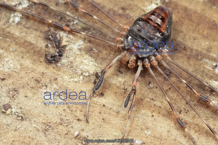 : Harvestman : Harvestman