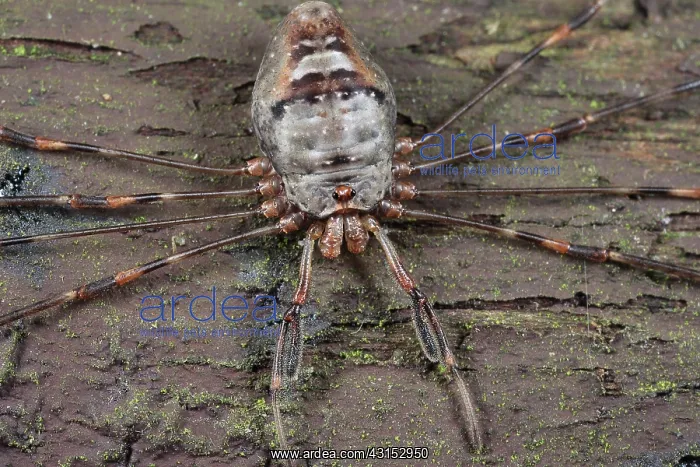 : Harvestman : Harvestman