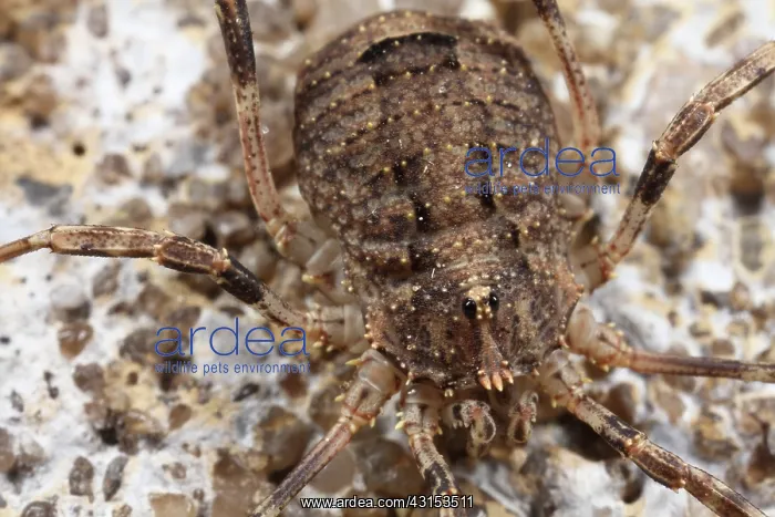 : Harvestman : Harvestman