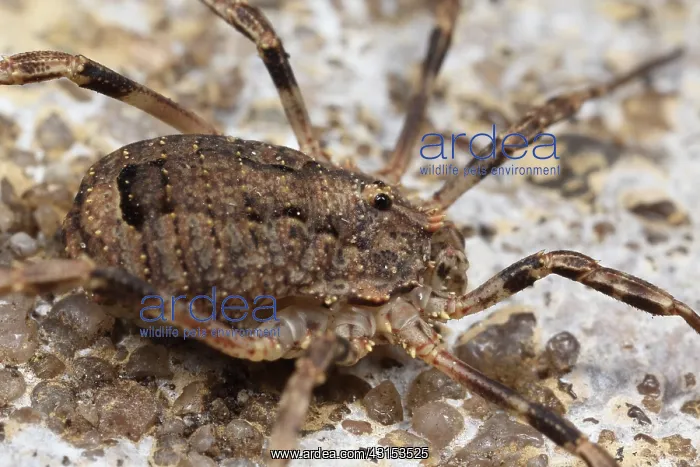 : Harvestman : Harvestman