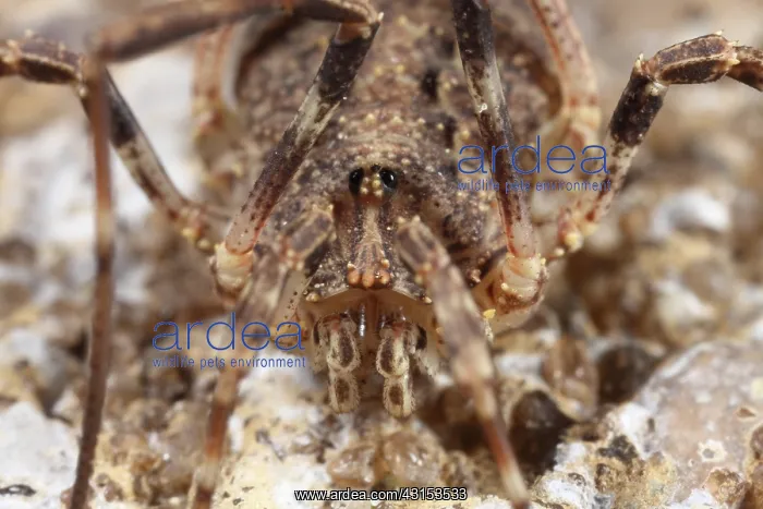 : Harvestman : Harvestman