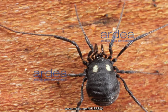 : Harvestman : Harvestman