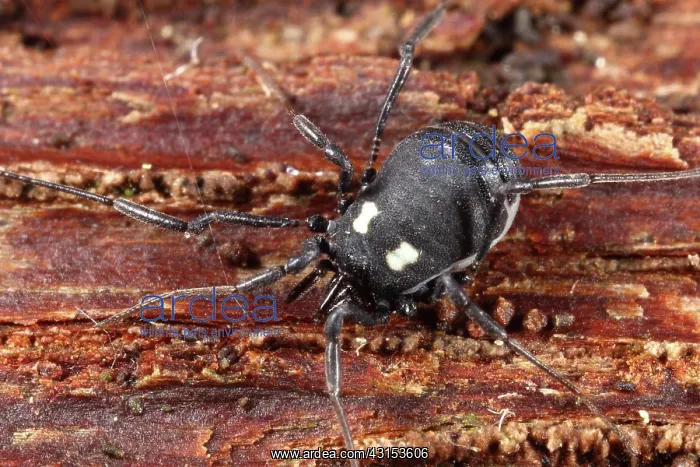 : Harvestman : Harvestman