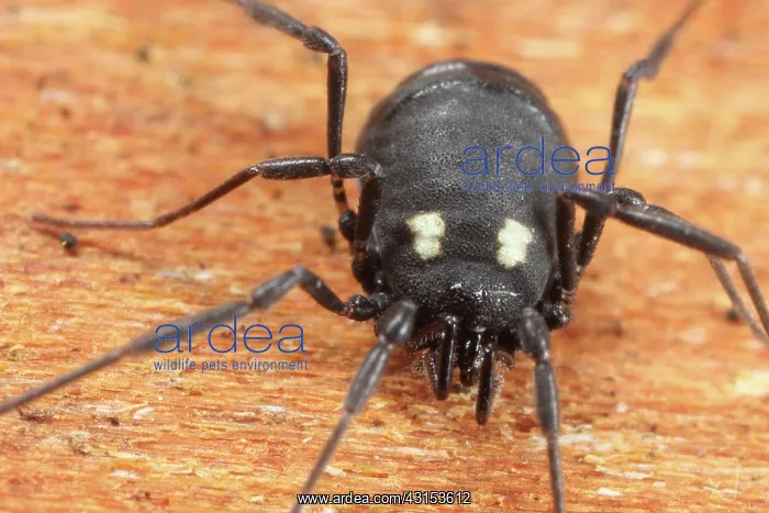 : Harvestman : Harvestman