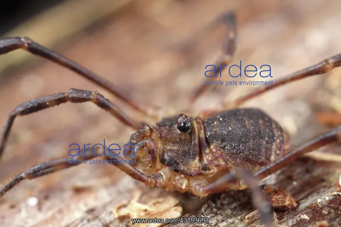 : Harvestman : Harvestman