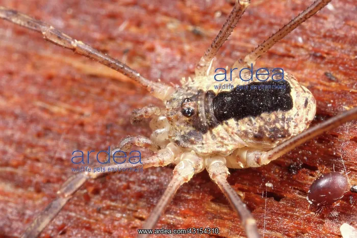 : Harvestman : Harvestman