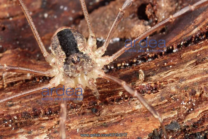 : Harvestman : Harvestman