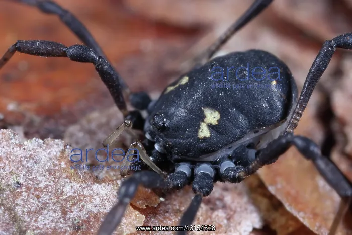 : Harvestman : Harvestman