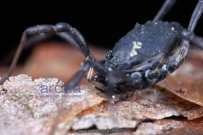 : Harvestman : Harvestman
