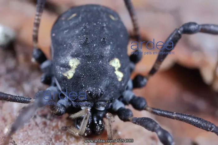 : Harvestman : Harvestman