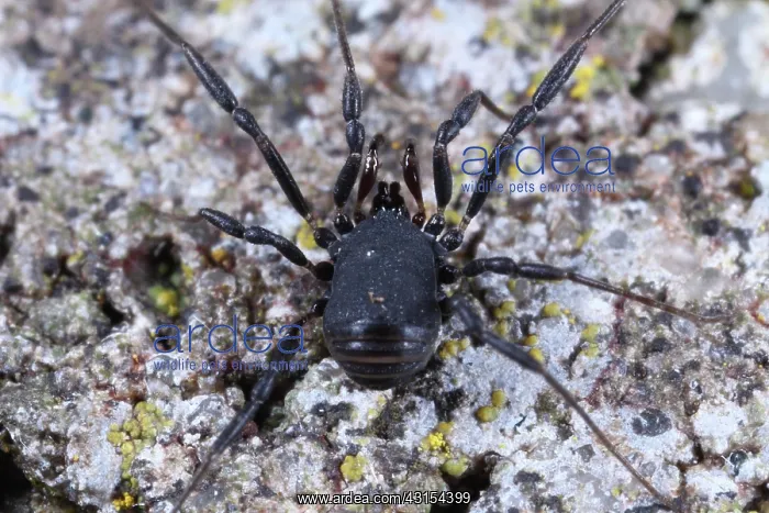 : Harvestman : Harvestman
