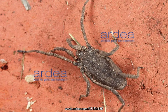 : Harvestman : Harvestman