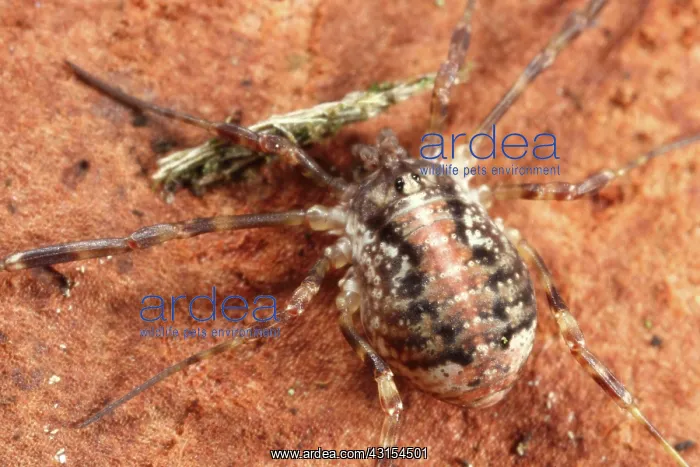 : Harvestman : Harvestman