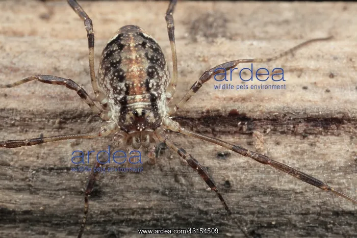 : Harvestman : Harvestman