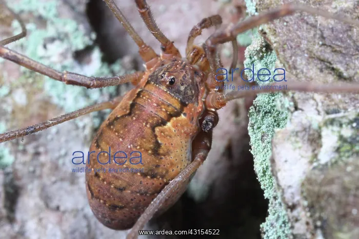 : Harvestman : Harvestman