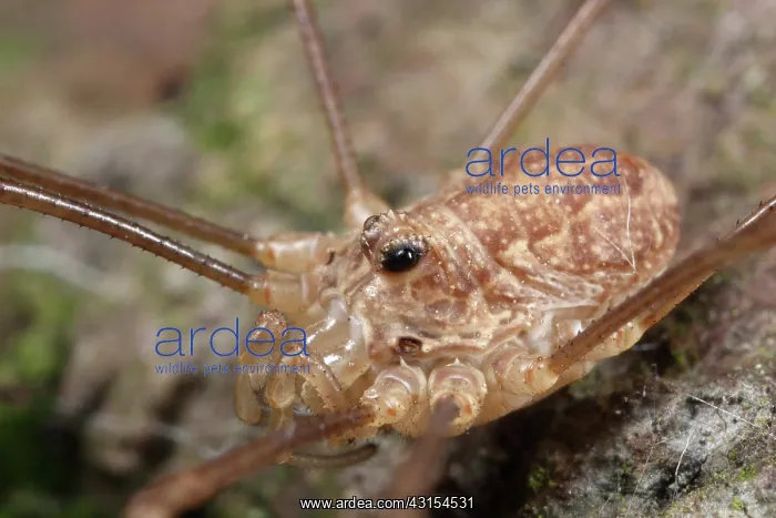 : Harvestman : Harvestman