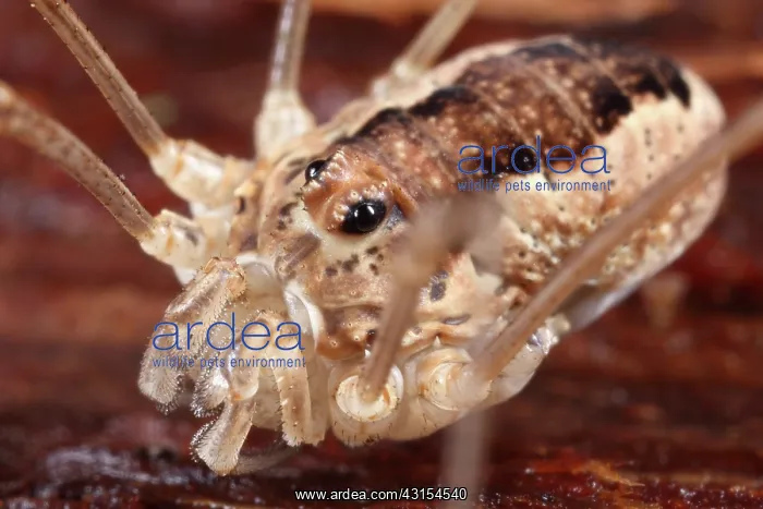 : Harvestman : Harvestman