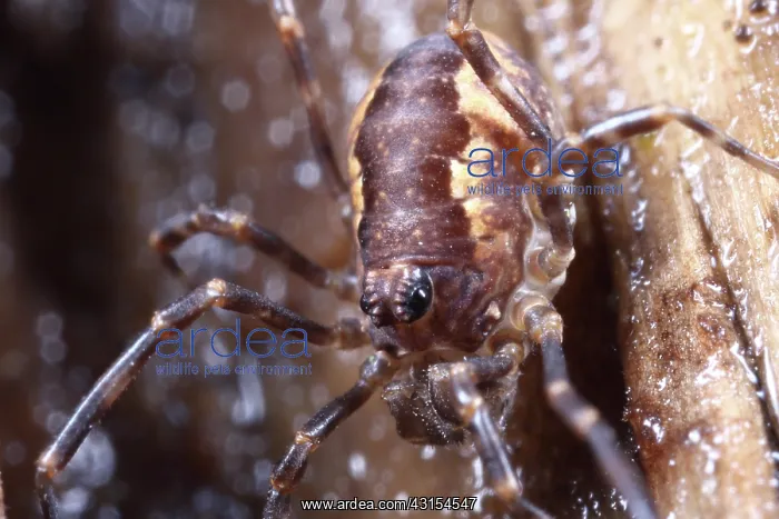 : Harvestman : Harvestman