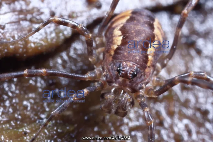 : Harvestman : Harvestman