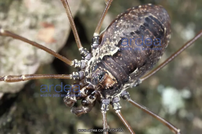 : Harvestman : Harvestman