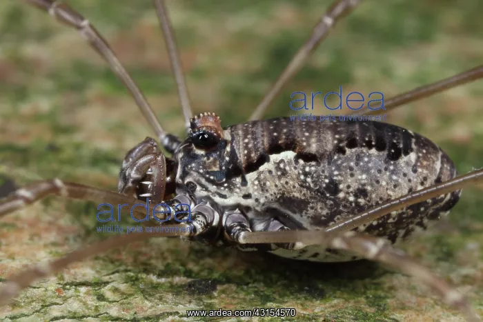 : Harvestman : Harvestman