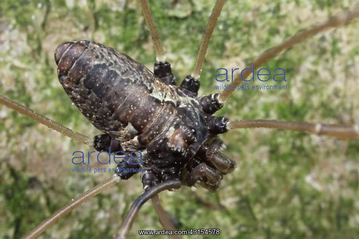 : Harvestman : Harvestman