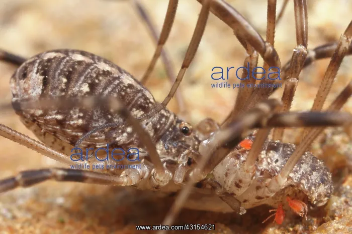 : Harvestman : Harvestman