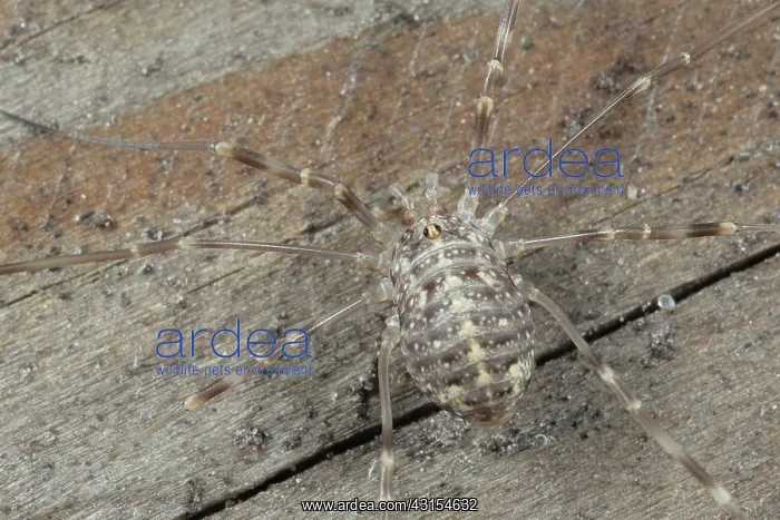 : Harvestman : Harvestman