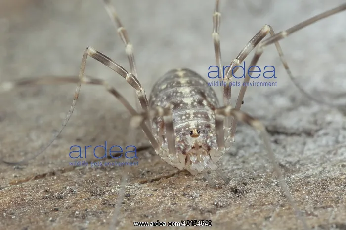: Harvestman : Harvestman