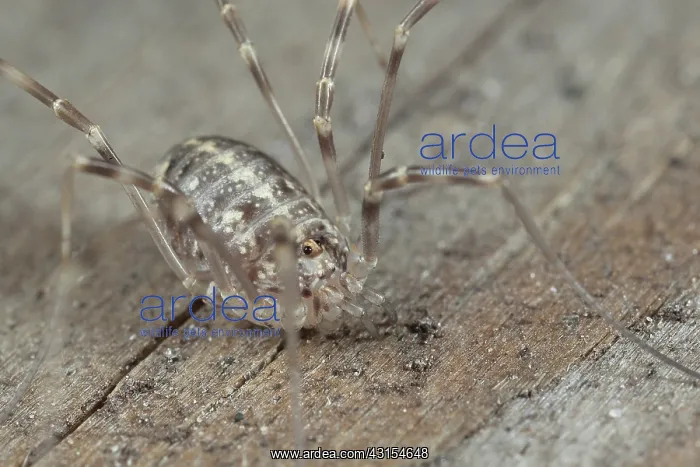 : Harvestman : Harvestman