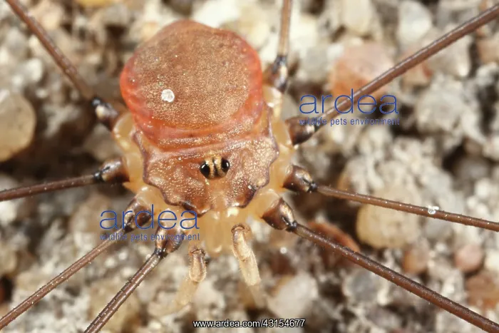 : Harvestman : Harvestman