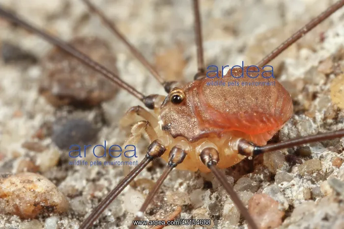 : Harvestman : Harvestman