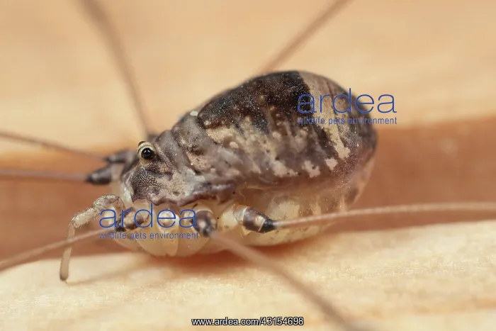 : Harvestman : Harvestman