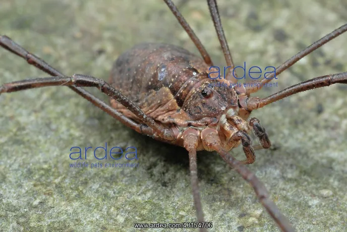 : Harvestman : Harvestman
