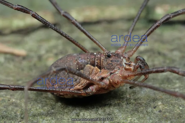 : Harvestman : Harvestman