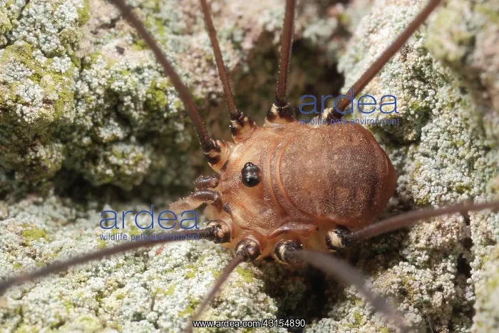 : Harvestman : Harvestman