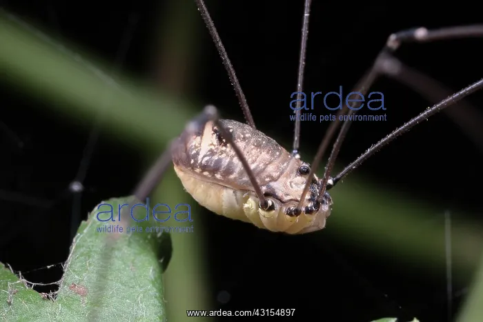 : Harvestman : Harvestman