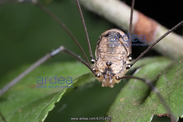 : Harvestman : Harvestman
