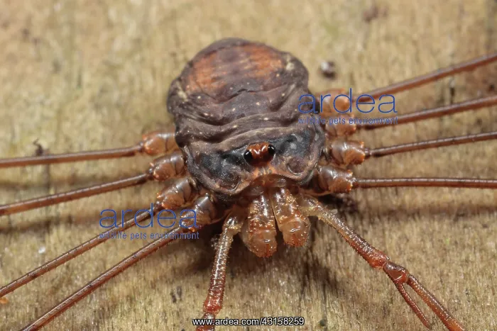 : Harvestman : Harvestman