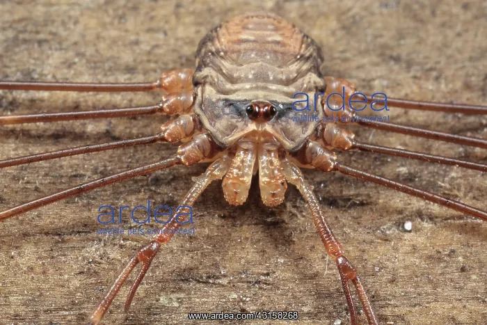 : Harvestman : Harvestman