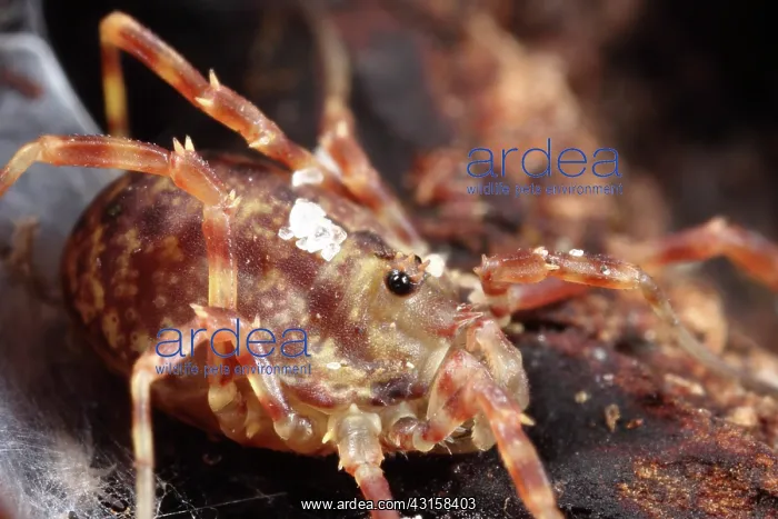 : Harvestman : Harvestman