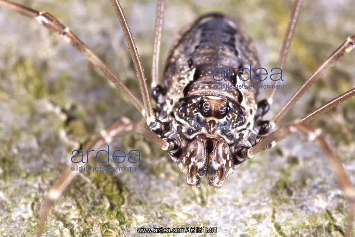 : Harvestman : Harvestman