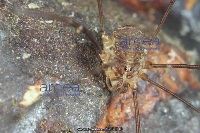 : Harvestman : Harvestman