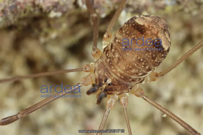 : Harvestman : Harvestman